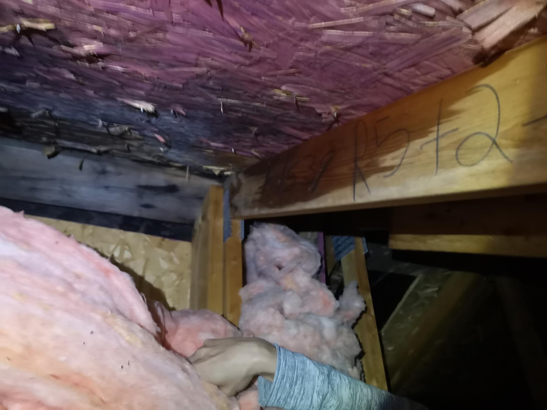 Attic mold